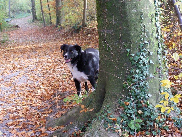 Mein hund kuckt ob ich ihn finde :-)