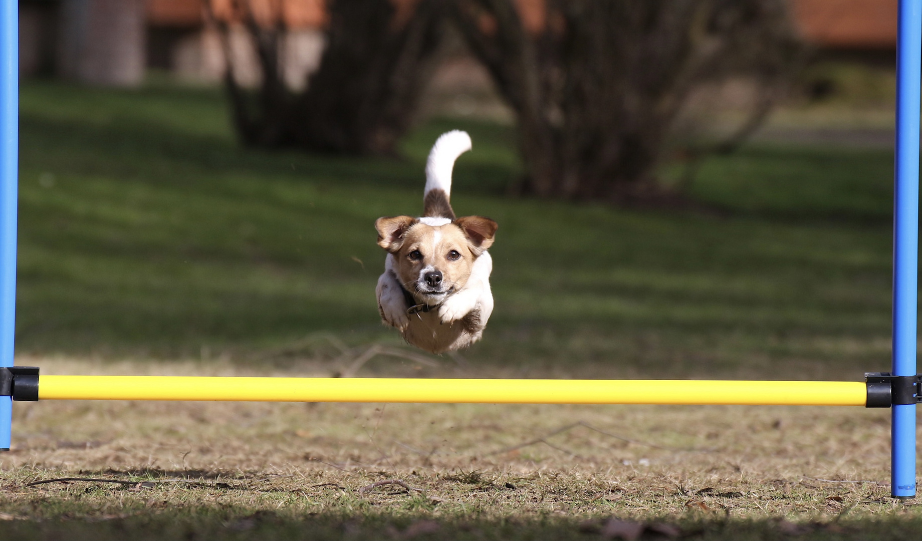 Mein Hund Laura