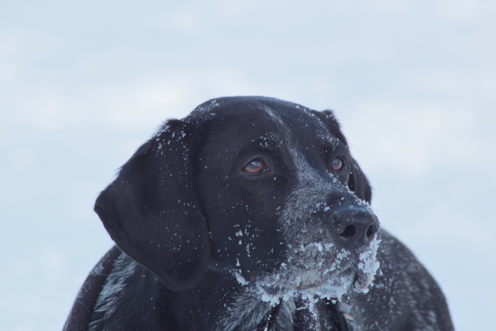 Mein Hund Leica