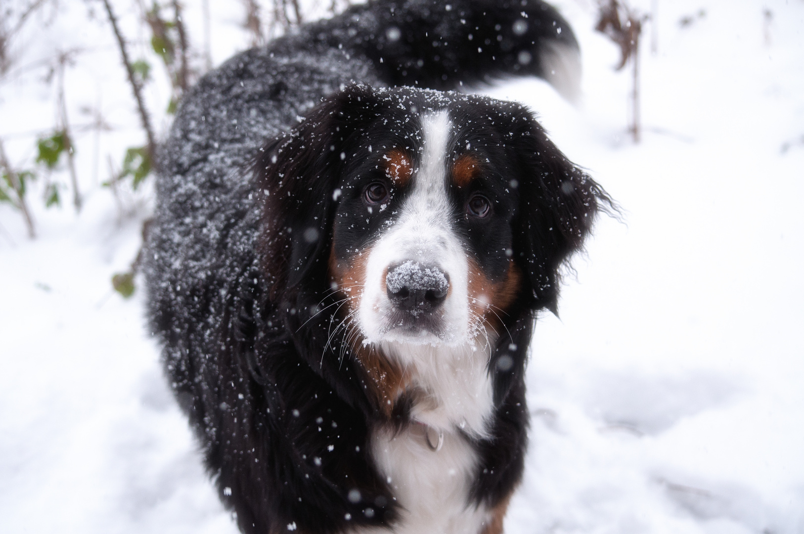 Mein Hund Luna