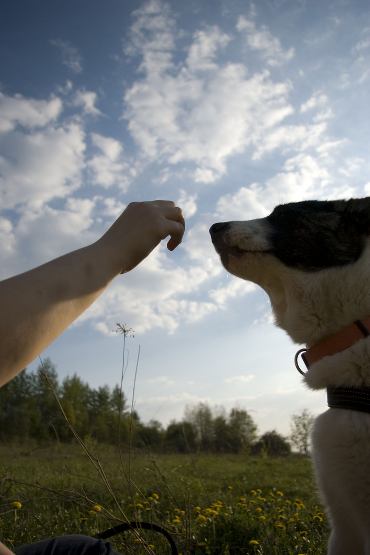 Mein Hund Maya