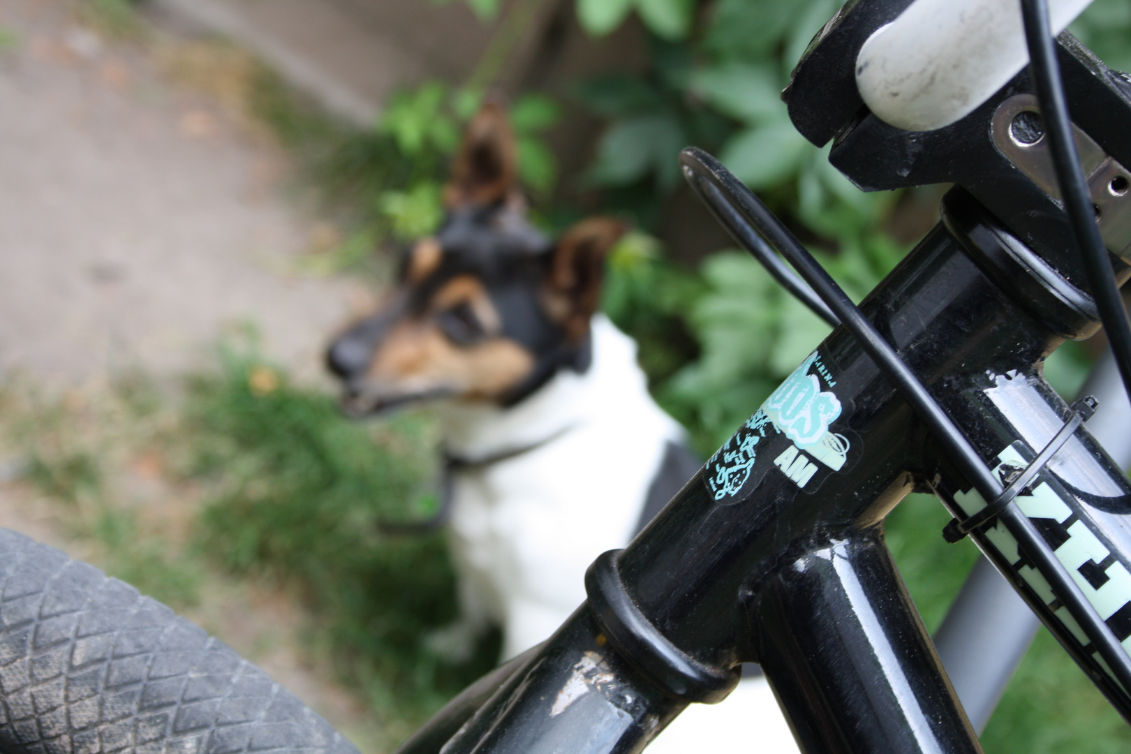 Mein Hund & Meiin BMX stand qerade aLLezs so qeiiL (;
