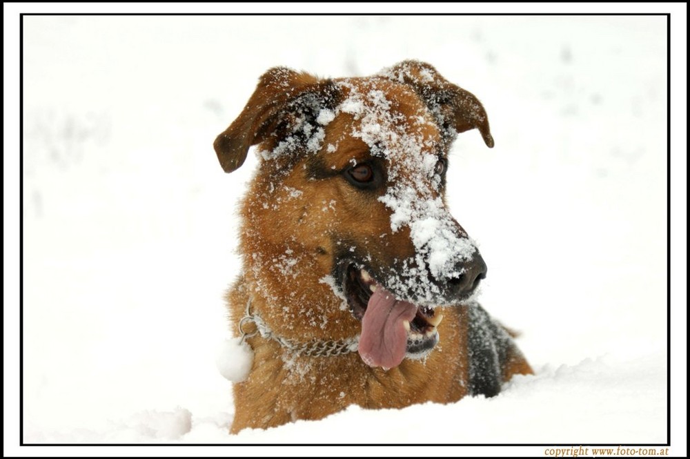 Mein Hund Nico und der erste Schnee