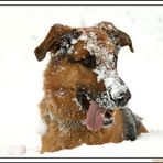 Mein Hund Nico und der erste Schnee