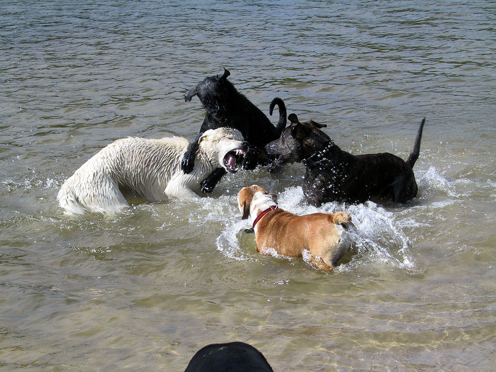 Mein Hund rechts im Bild will keine Kabbelei