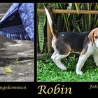 Mein Hund Robin