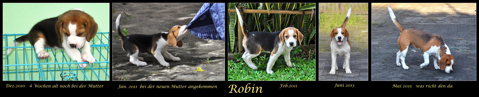 Mein Hund Robin