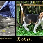 Mein Hund Robin