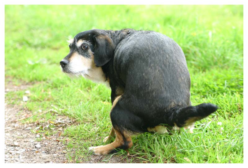 Mein Hund Schaikoffski