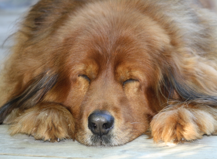 mein Hund schläft Foto & Bild tiere, haustiere, hunde Bilder auf