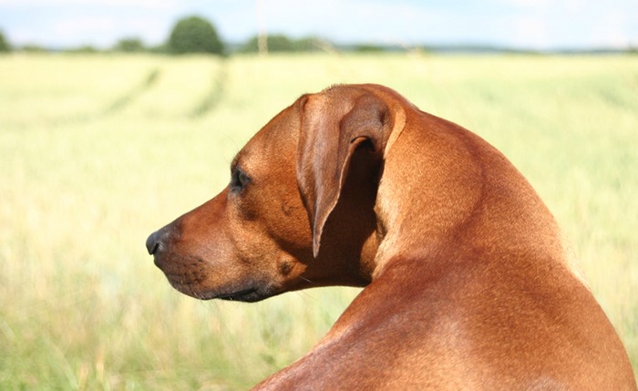 Mein Hund, sein Feld