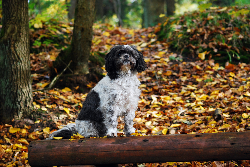 Mein Hund Snoopy