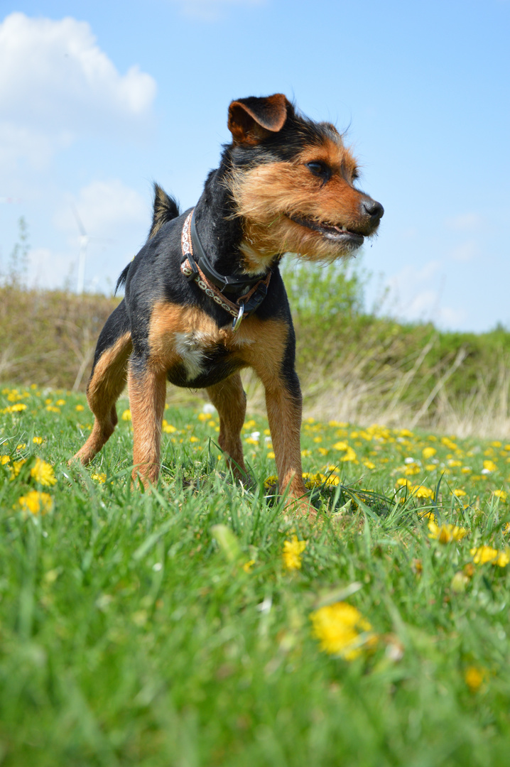 Mein Hund Spike auf eine Wiese