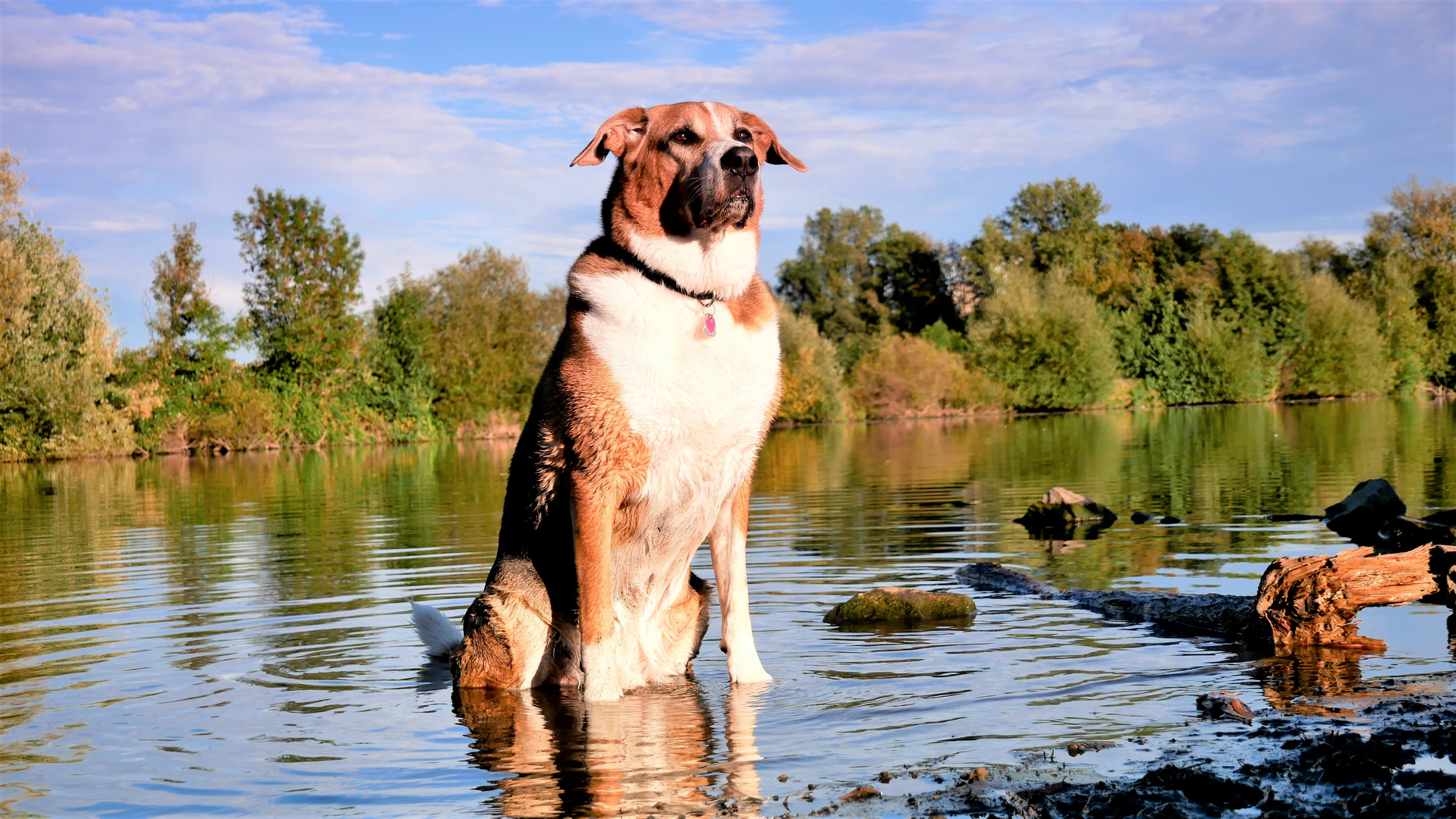 Mein Hund Spike in der Ruhr