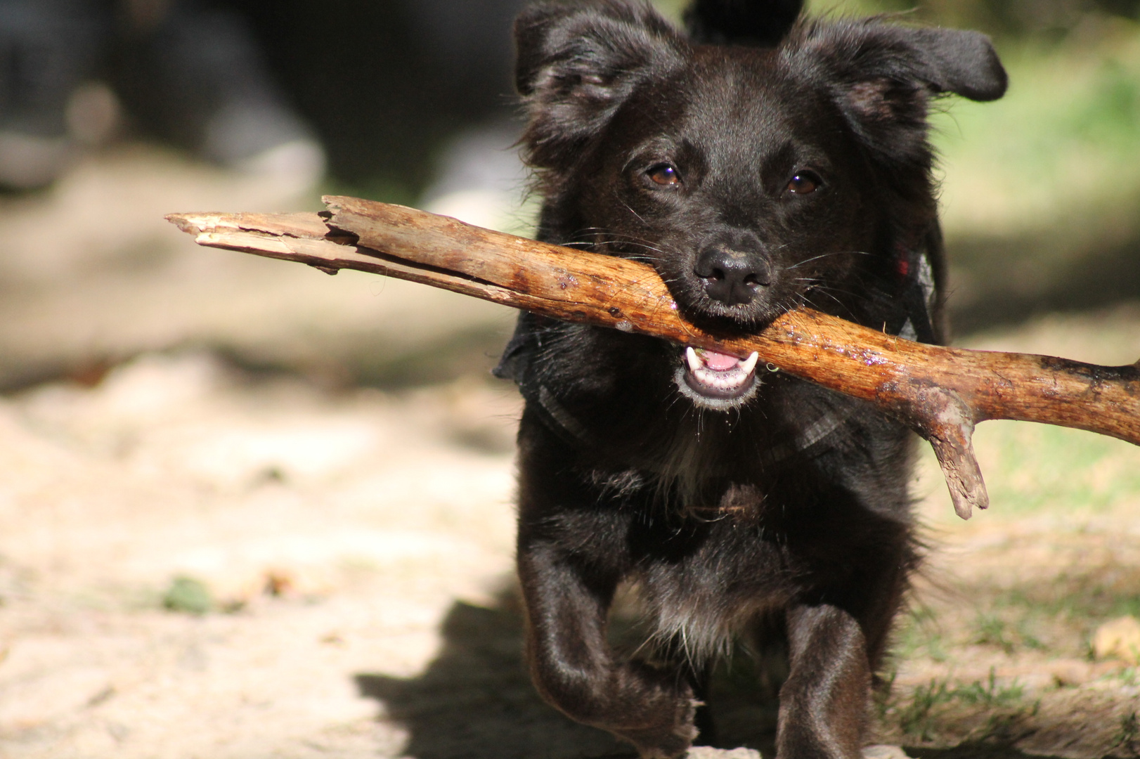 Mein Hund Tequila