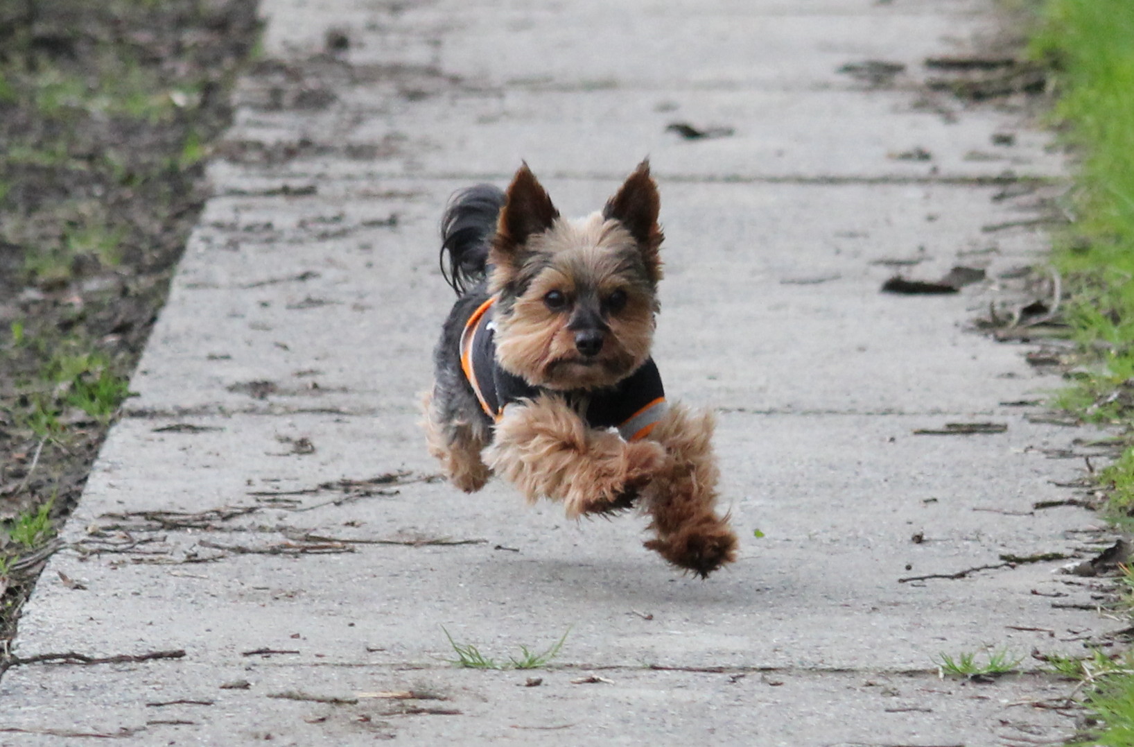 Mein Hund Tobi beim Sport :-)