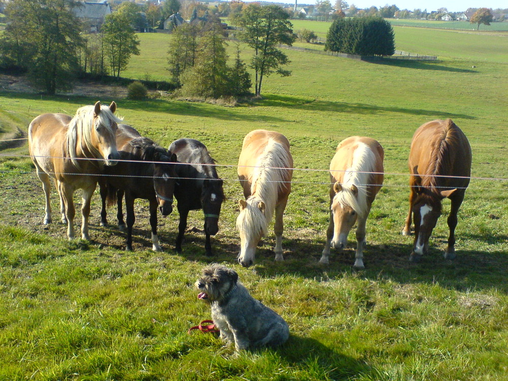 mein Hund und die Pferde