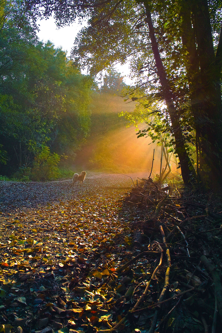 mein Hund und die Sonne im Herbst