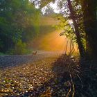 mein Hund und die Sonne im Herbst