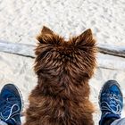 Mein Hund und ich - my dog and me