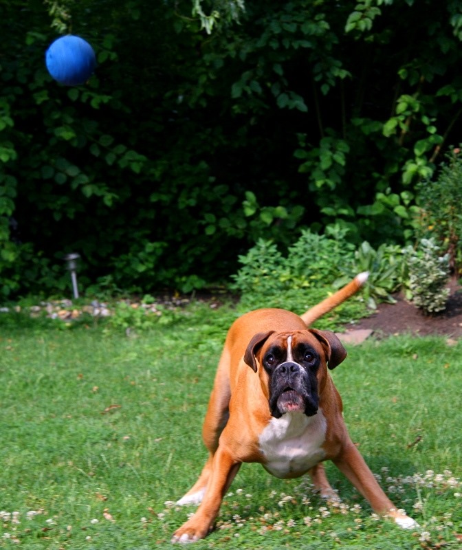 Mein Hund und sein Ball...!