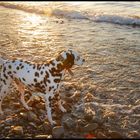 mein Hund und Wasser