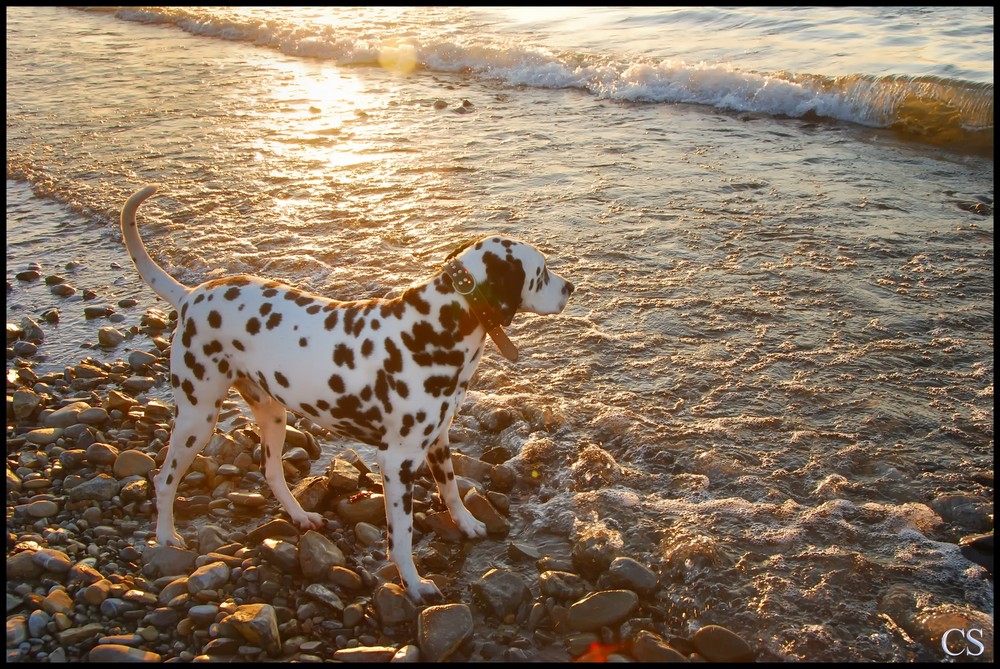 mein Hund und Wasser