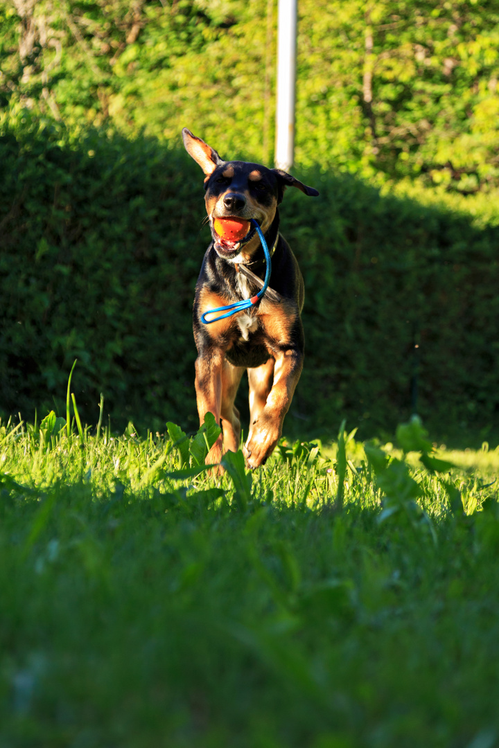Mein HundeModel "Lisa" in Aktion Foto & Bild tiere, haustiere