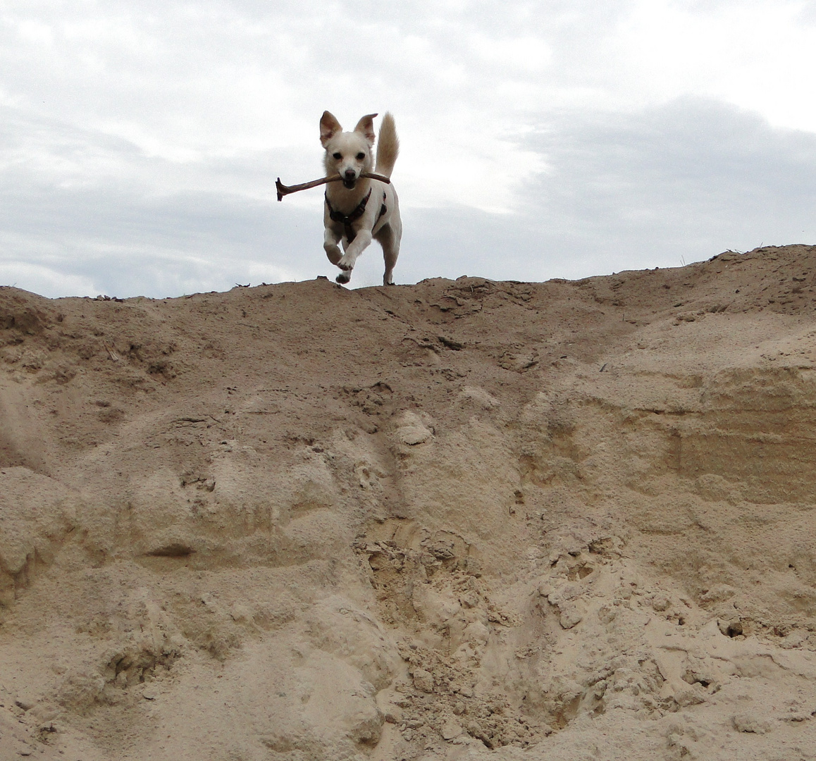 Mein ( Hunde - ) Spielplatz Teil 1  :-)