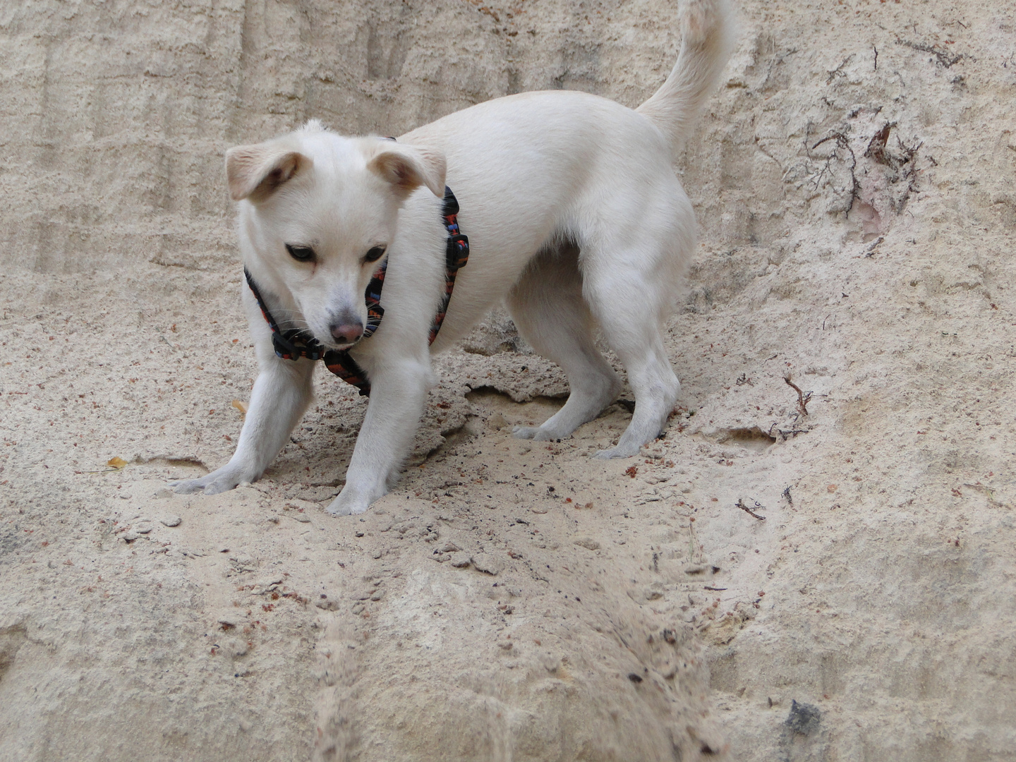 Mein ( Hunde -) Spielplatz - Teil 2 :-)