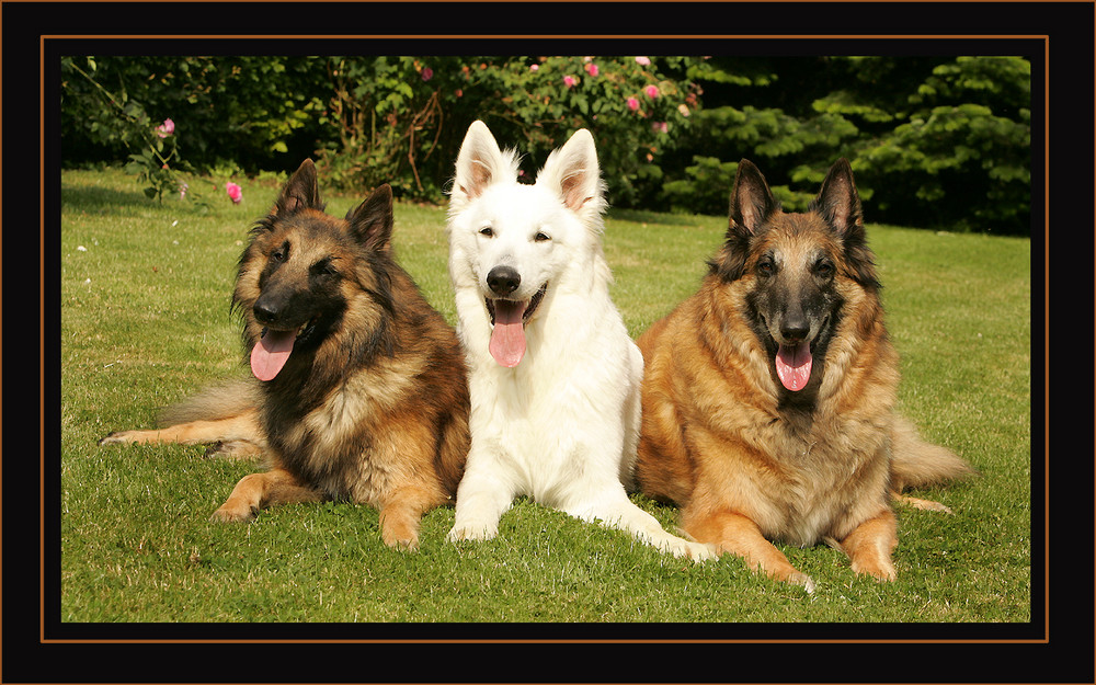 MEIN HUNDE-TRIO