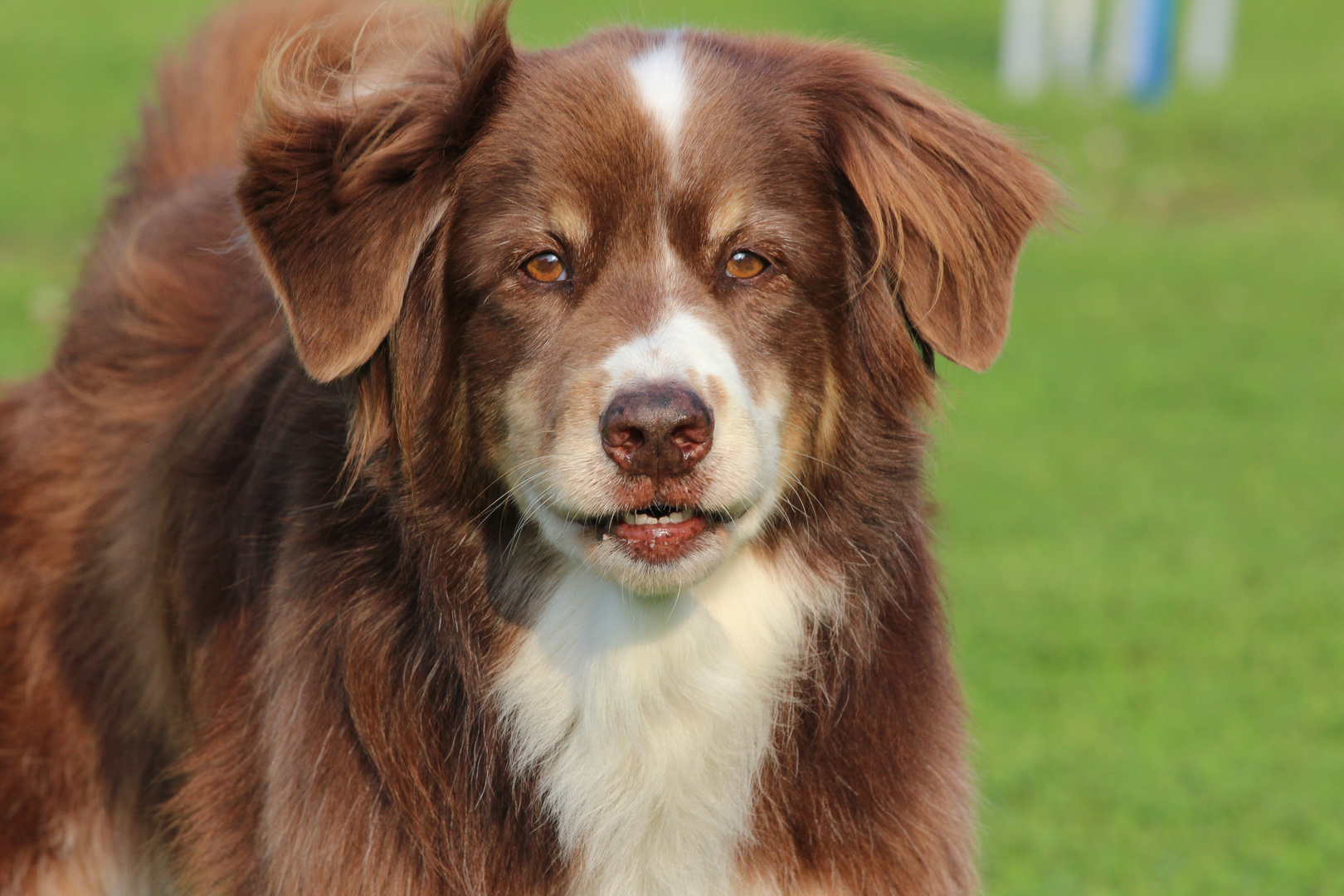 Mein Hundeopa Flash (13 Jahre)