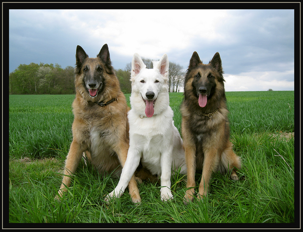 MEIN HUNDETRIO