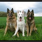 MEIN HUNDETRIO