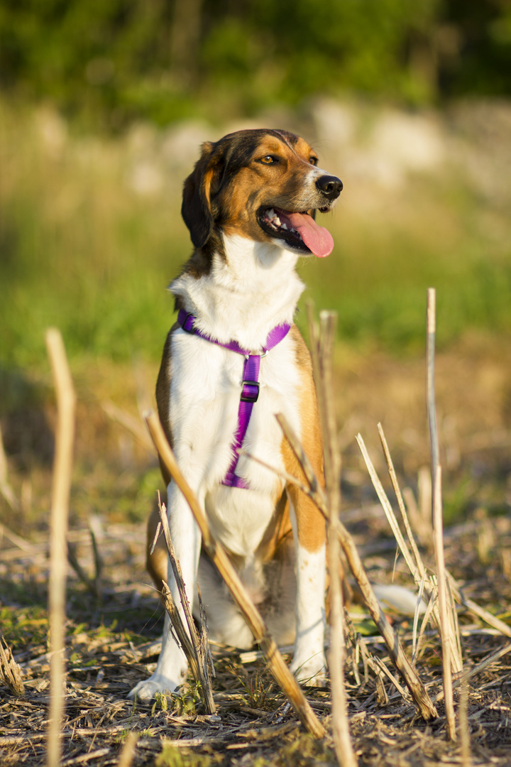 Mein Hundi genießt die Abendsonne!