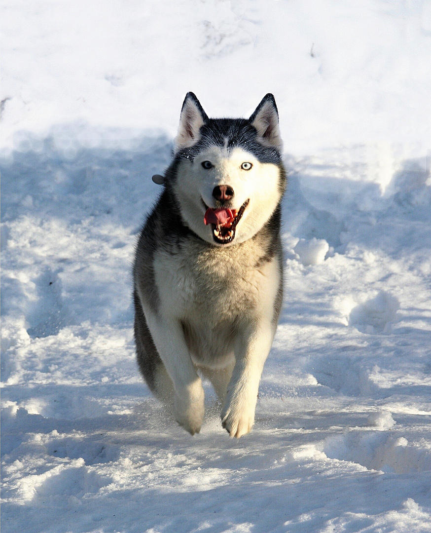 Mein Husky