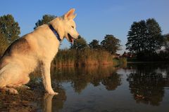 Mein Husky hat Feierabend.