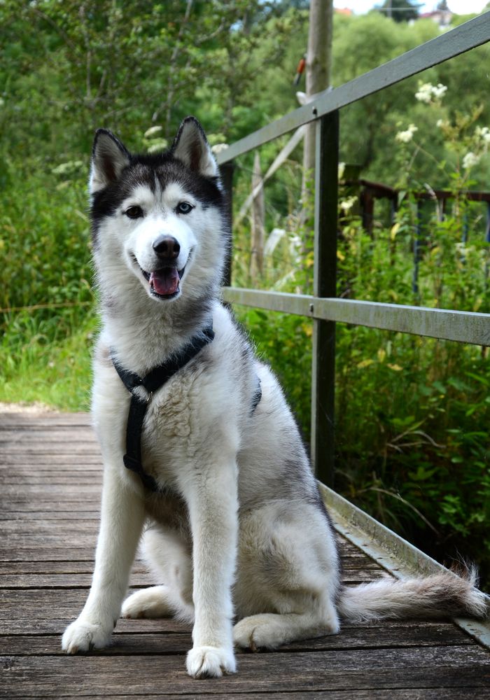 Mein Husky-Model