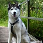 Mein Husky-Model