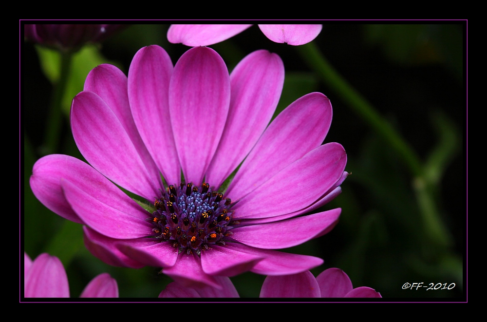 ... mein "Ich-wünsche-Euch-ein-tolles-Wochenende"-Blümchen ... !!!