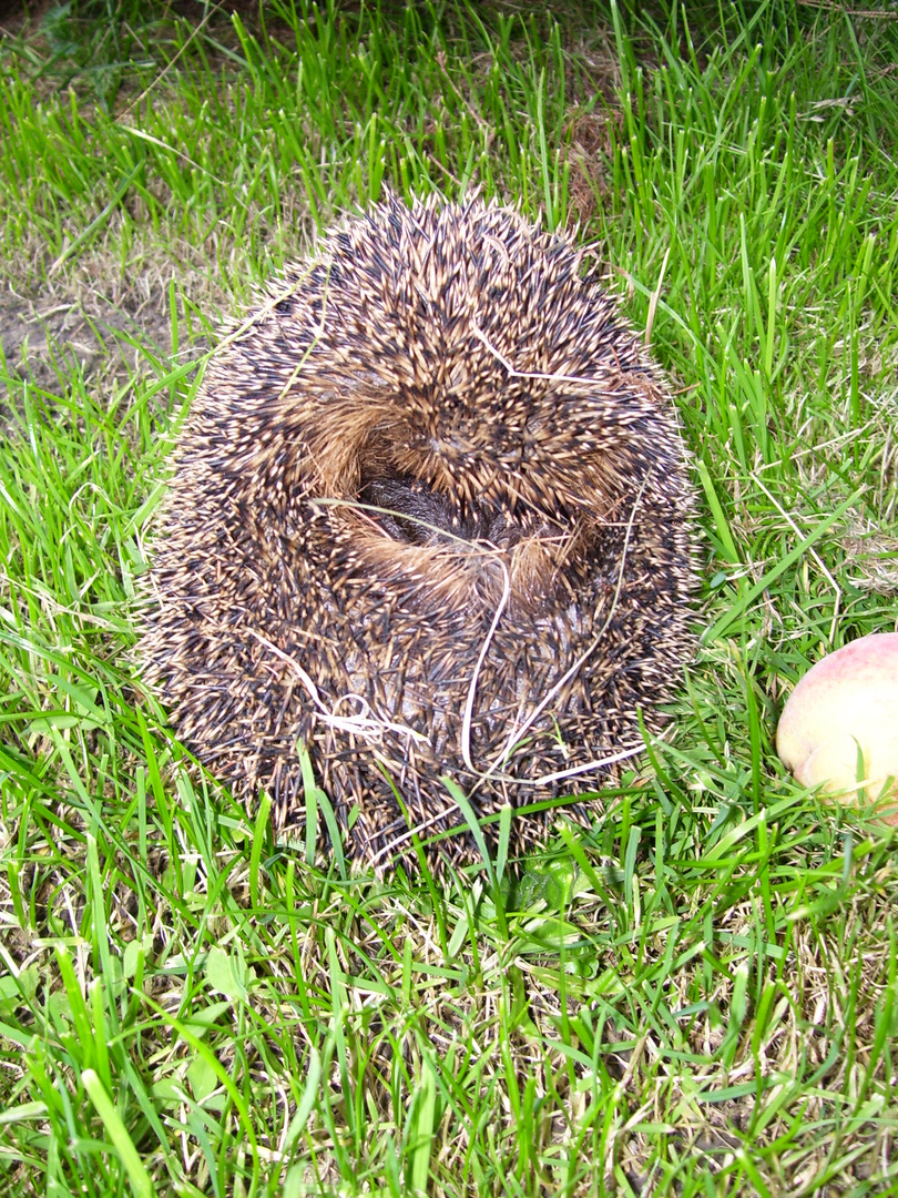 mein Igel