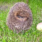 mein Igel