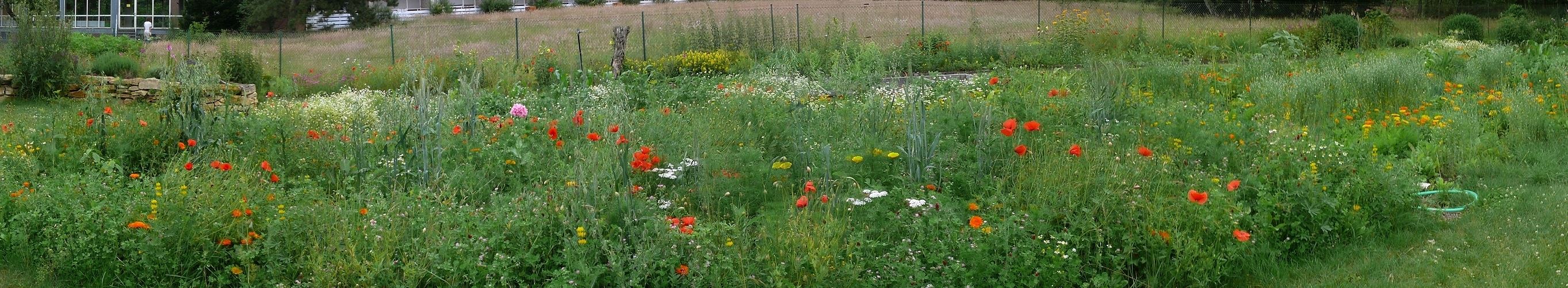 Mein Insekten-Paradies