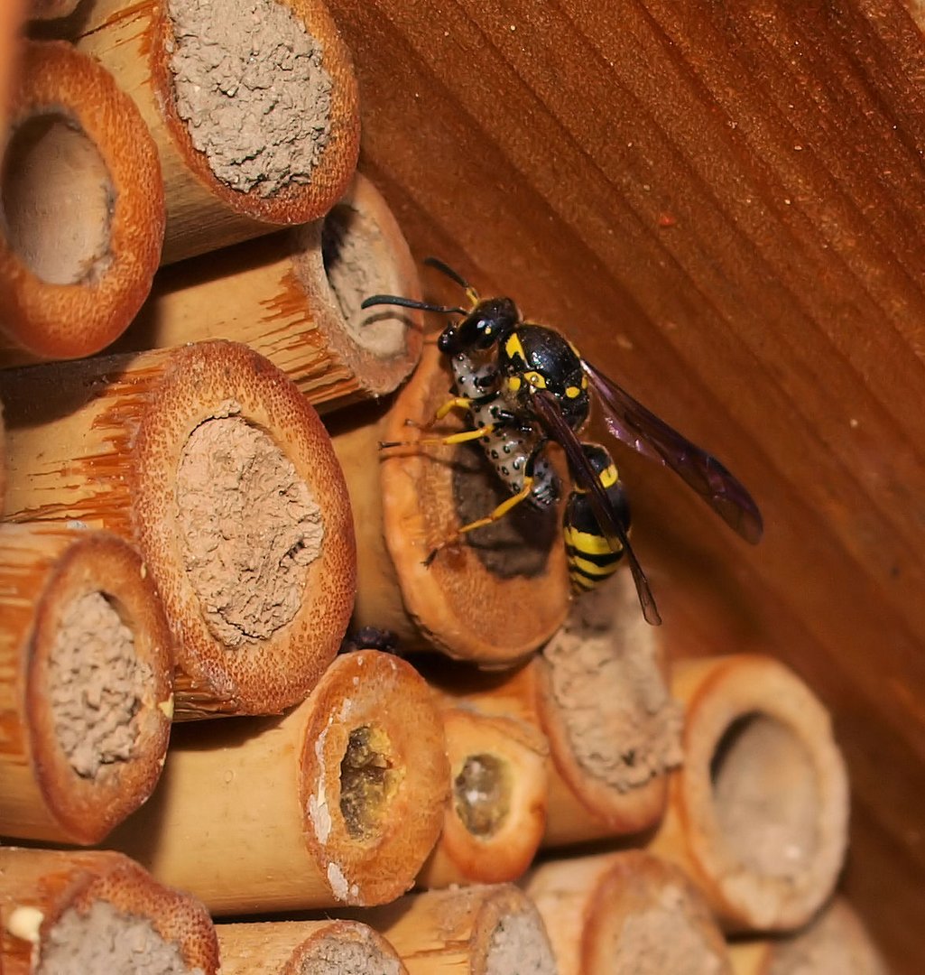 Mein Insektenhotel hat wieder Zulauf ;)