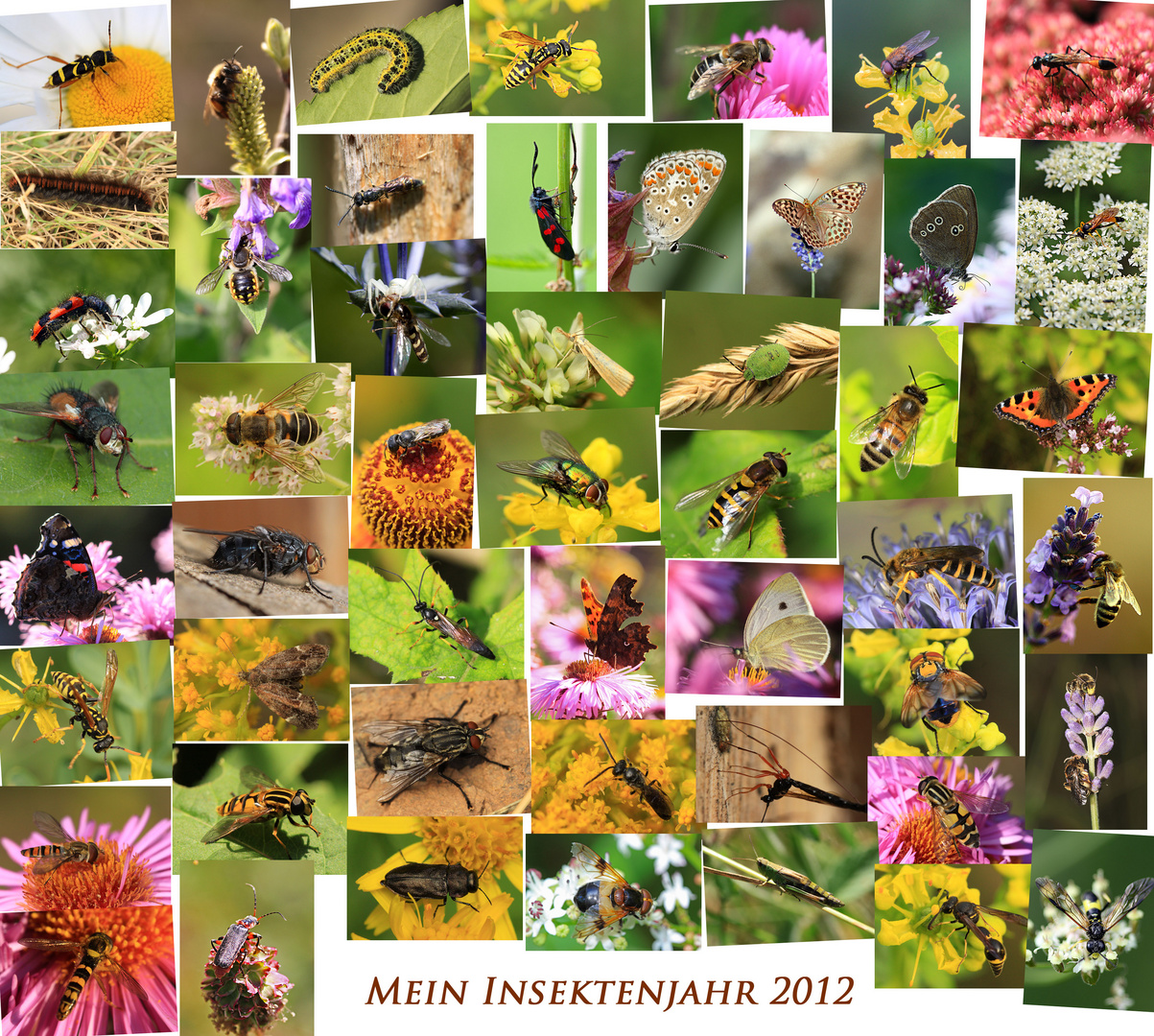 Mein Insektenjahr 2012