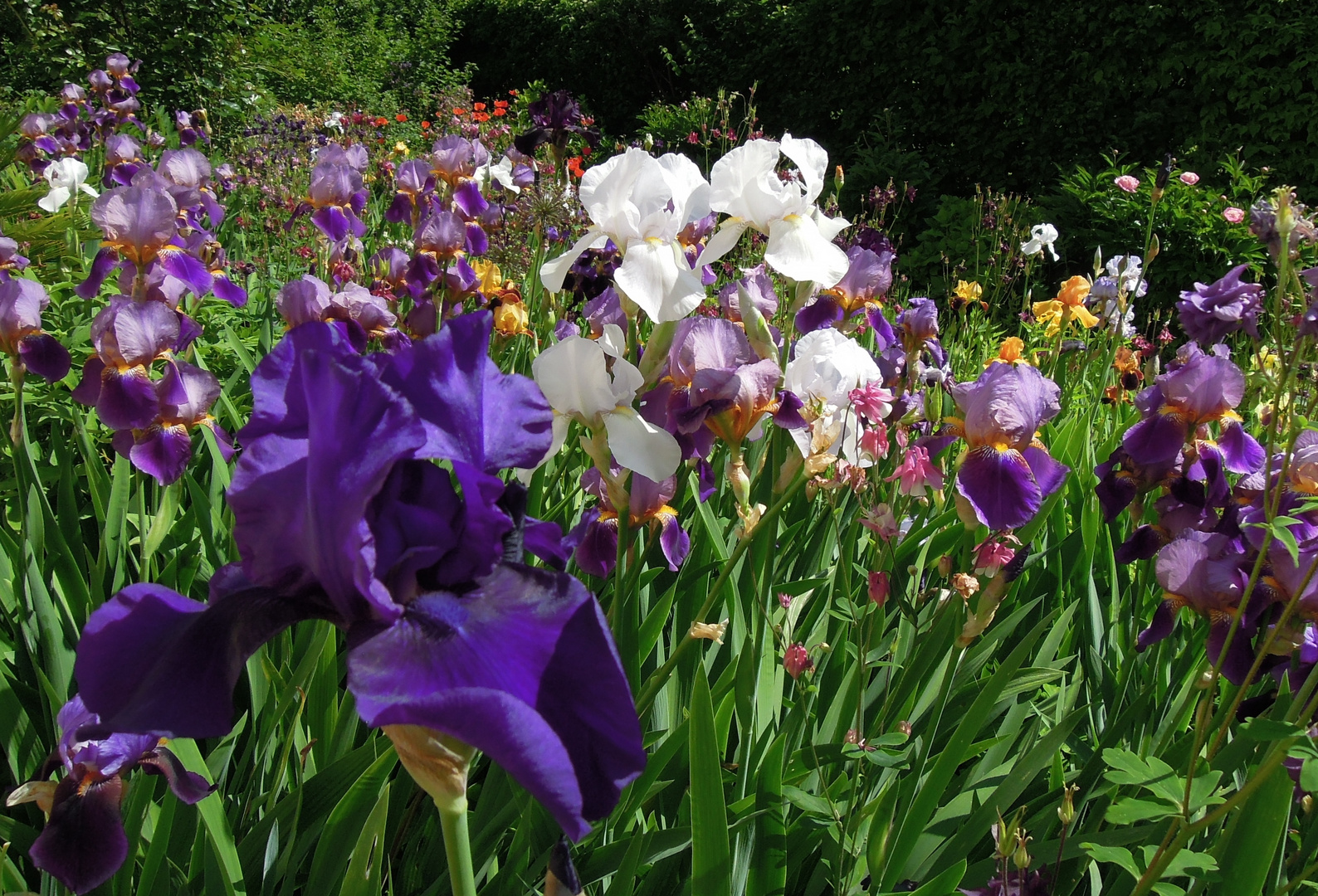 Mein Iris-Garten