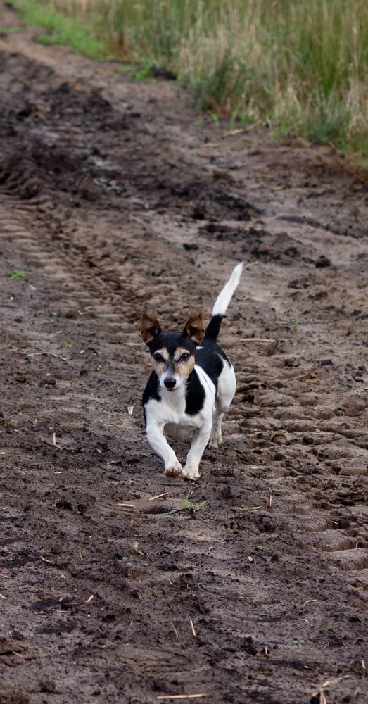 Mein Jack Russel Terrier