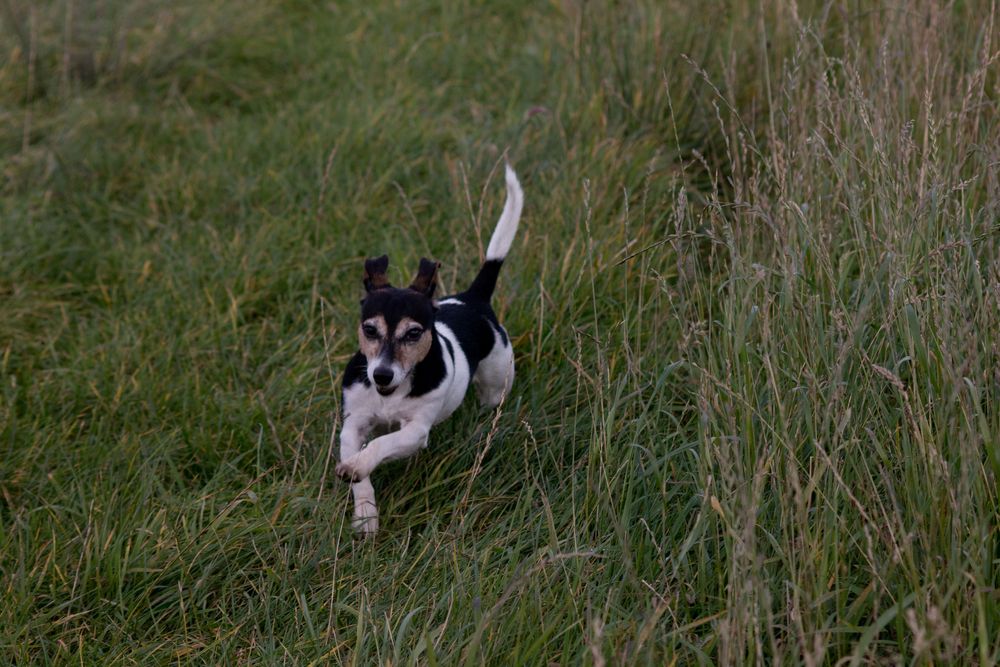 Mein Jack Russel Terrier