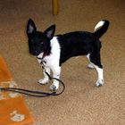 mein Jack Russell Terrier "Jacky" mit 5 Monaten
