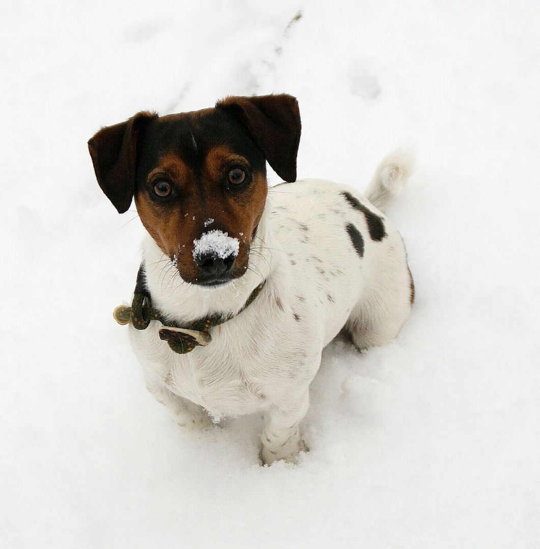 Mein Jack Russell Toni, im Schnee !